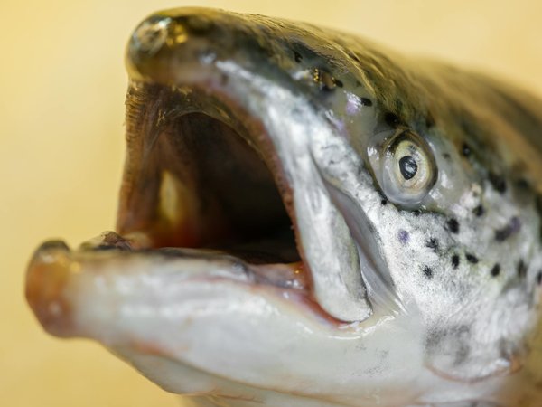 Découvrez comment les huiles essentielles peuvent apaiser vos maux de tête de façon naturelle