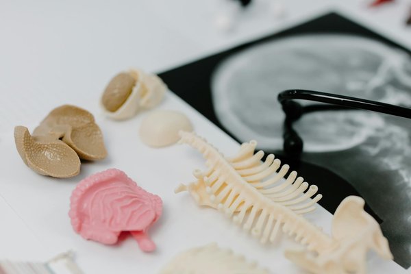 Découverte de la Maladie de Lyme : Symptômes et Particularités à Connaître